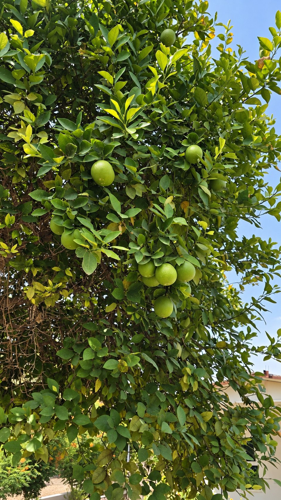 Citrus tree
